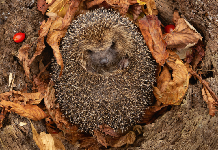 Anleitung Igel-Haus