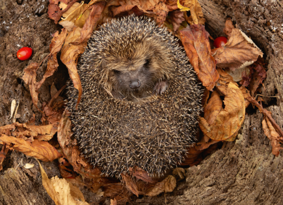 Anleitung Igel-Haus