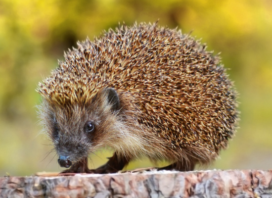 Tierquiz: Klein und stachelig