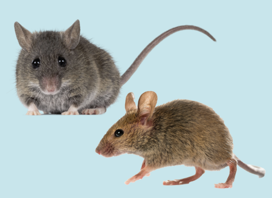 MINT: Hausmaus und Waldmaus