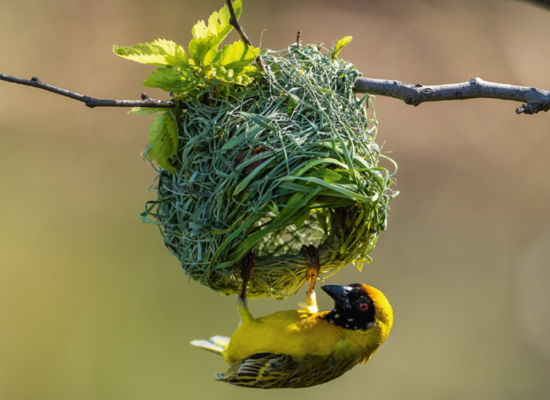 Das Nest des Webervogels