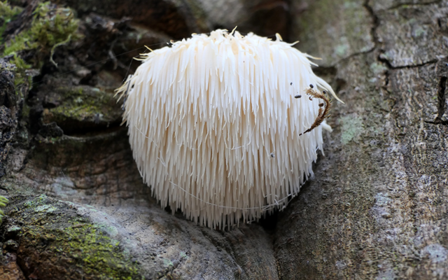 Der Affenkopfpilz:
Dieser Pilz sieht nicht nur lustig aus! Er hat auch lustige Namen: Affenkopfpilz, Löwenmähne oder Igel-Stachelbart.
Was meinst du: Welcher Name passt am besten?