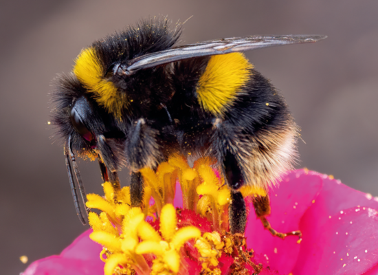 Tierquiz: Pelzige Brummer