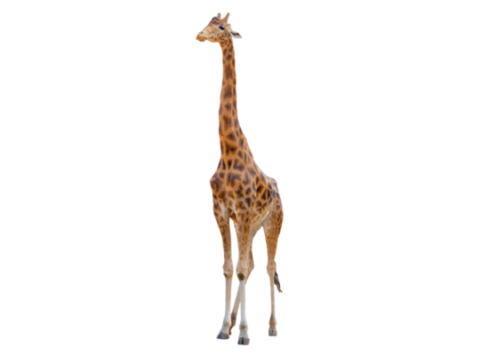 Infotext: Die Giraffe