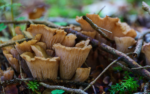 Das Schweinsohr:
Dieser Pilz ist essbar.
Schau dir mal seine Form an!
Was meinst du: Erinnert sie an das Ohr eines Schweins?