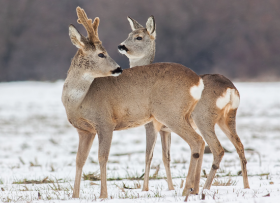 Tierquiz: Es raschelt im Wald