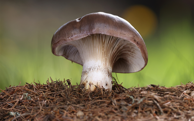 Der Große Schmierling:
Dieser Pilz hat eine schmierige Haut, daher kommt sein Name.
Er wird aber auch Kuhmaul oder Gelbfuß genannt.