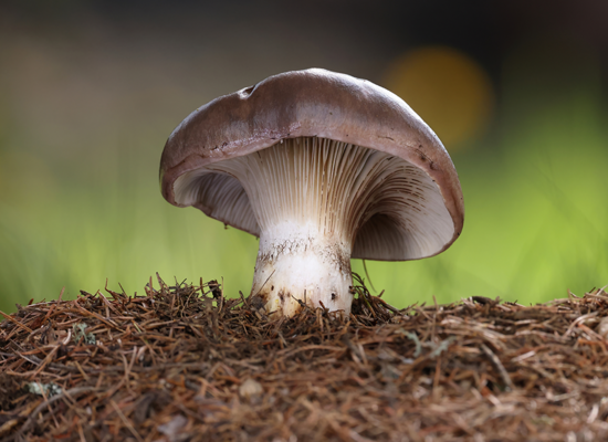 Pilz-Wissen