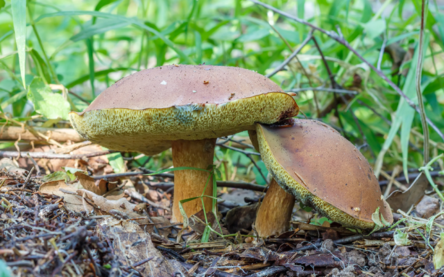 Die Ziegenlippe:
Dieser Pilz heißt auch Filziger Röhrling.
Er ist mit dem Steinpilz verwandt.
Er ist essbar.
Ob er wohl Ziegen besonders gut schmeckt?