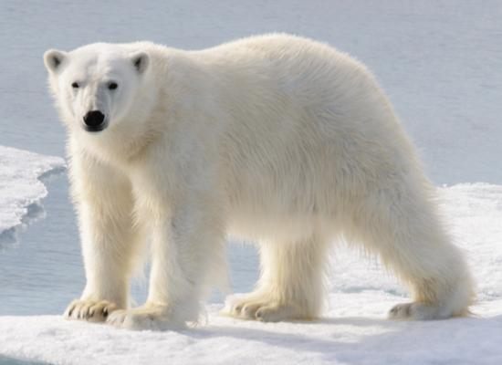 Tierquiz: Weiße Riesen