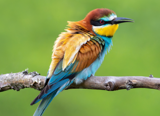 Tierquiz: Farbenfrohe Flieger