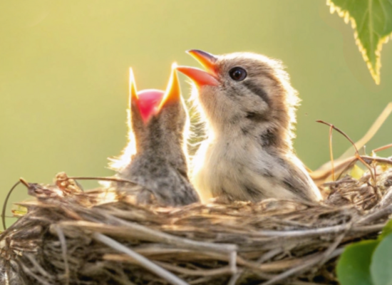 Tierkinder im Frühling