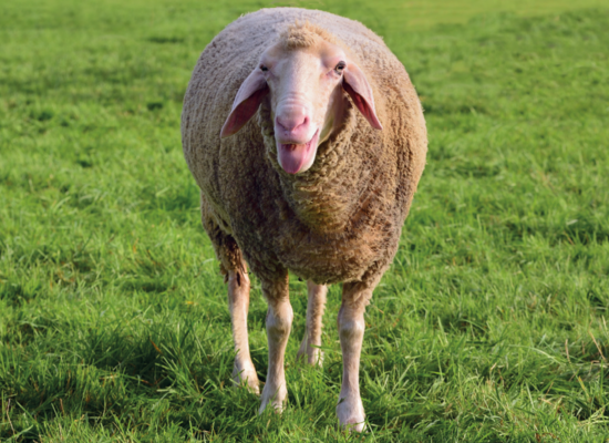 Tierquiz: Wollig weich