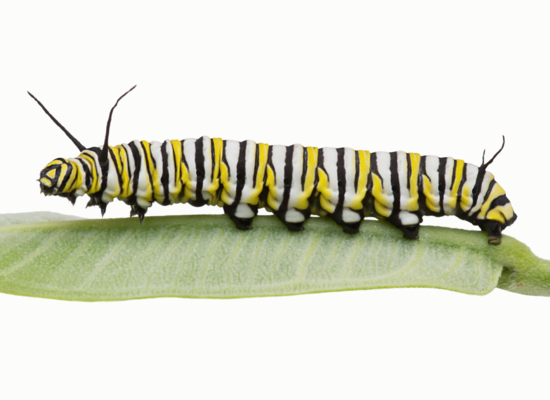 MINT: Ein Schmetterlingsleben