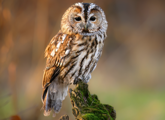 Tierquiz: Lautlos wie ein Schatten
