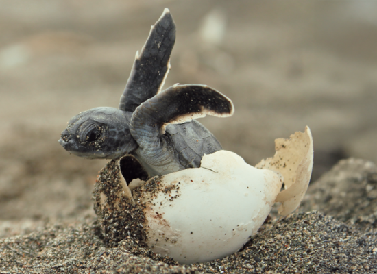 Ganz allein unterwegs