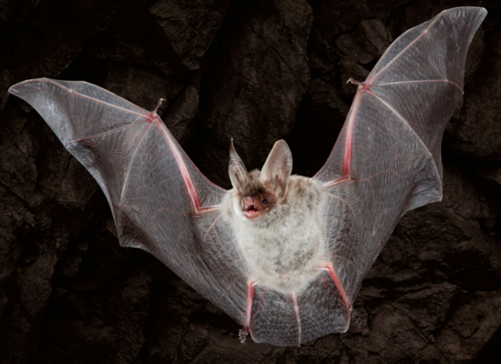 Tierquiz: Jäger der Nacht