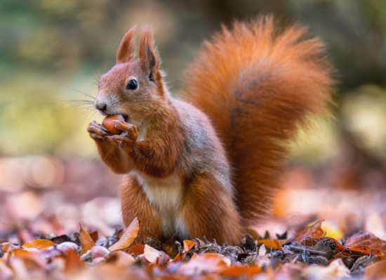 Tierquiz: Fleißige Sammler