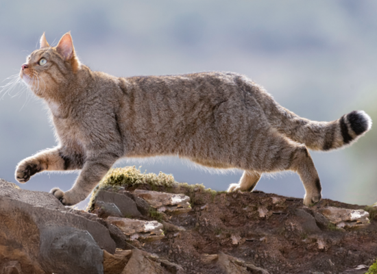 Tierquiz: Auf leisen Pfoten