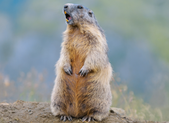 Tierquiz: Pfiffige Nager