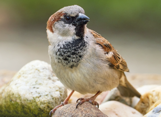 Tierquiz: Der Frechste unter den Vögel