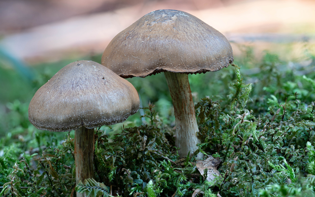 Der Bittere Schleimkopf:
Puh, der Name klingt aber nicht schmackhaft!
Dieser Pilz schmeckt sehr bitter.
Er ist also kein Speisepilz.
Sein Hut fühlt sich schmierig an.