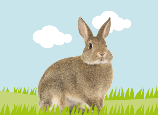 Tierquiz: Kleines Langohr