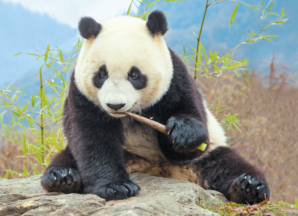 Einfach bärig SPATZdigi